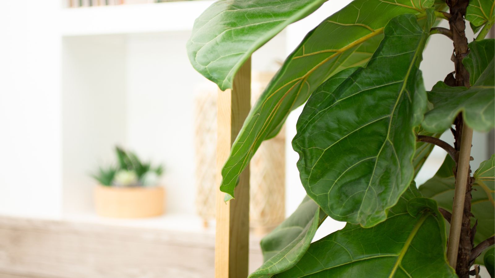 Why Is Your Fiddle Leaf Fig Dropping Leaves